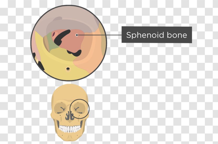Skull Orbit Anatomy Sphenoid Bone - Yellow - And Transparent PNG