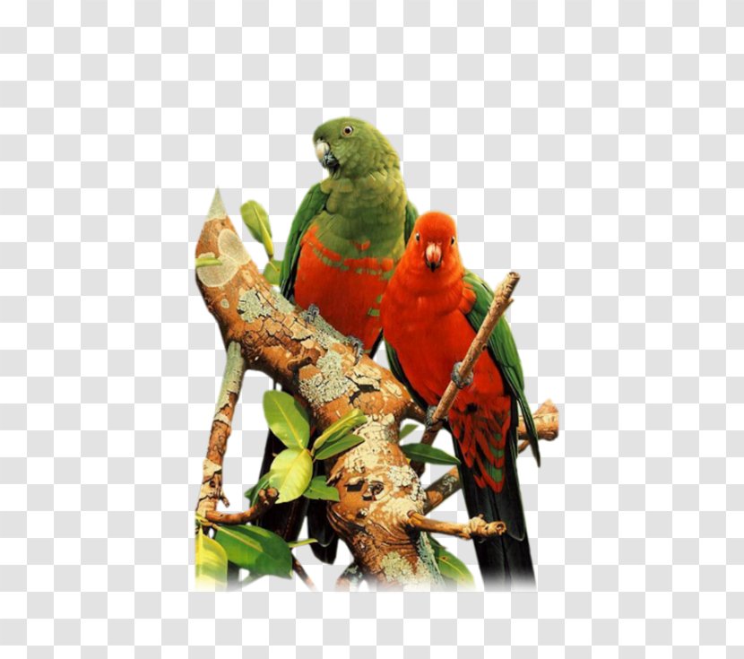 Budgerigar Lovebird Parakeet Cockatiel - Perico - Bird Transparent PNG