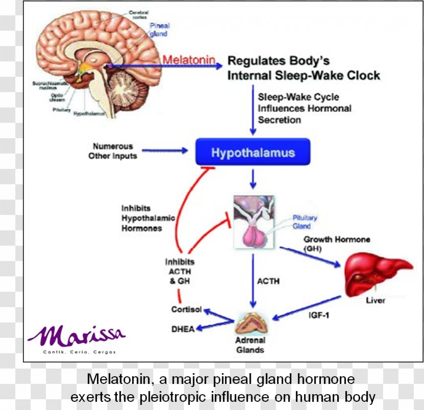 Melatonin Sleep Hormone Dietary Supplement Pineal Gland - Heart - Adrenal Cartoon Transparent PNG