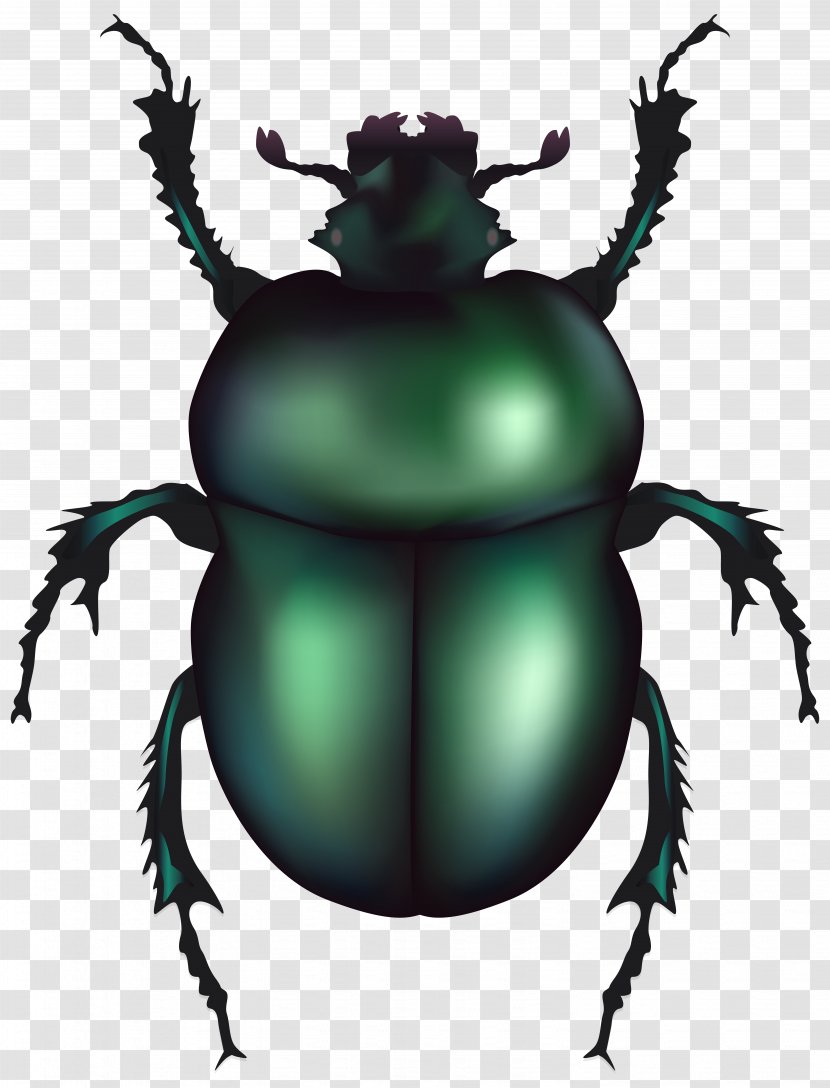 Volkswagen Beetle Dung Clip Art - Organism - Insect Transparent PNG