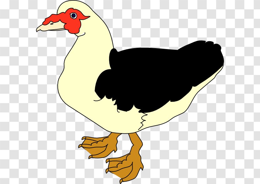 Muscovy Duck Clip Art - Galliformes - DUCK Transparent PNG