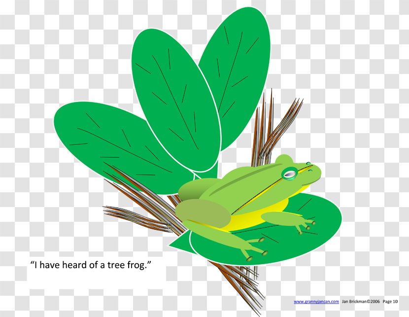 Leaf Insect Product Design - Grass Transparent PNG