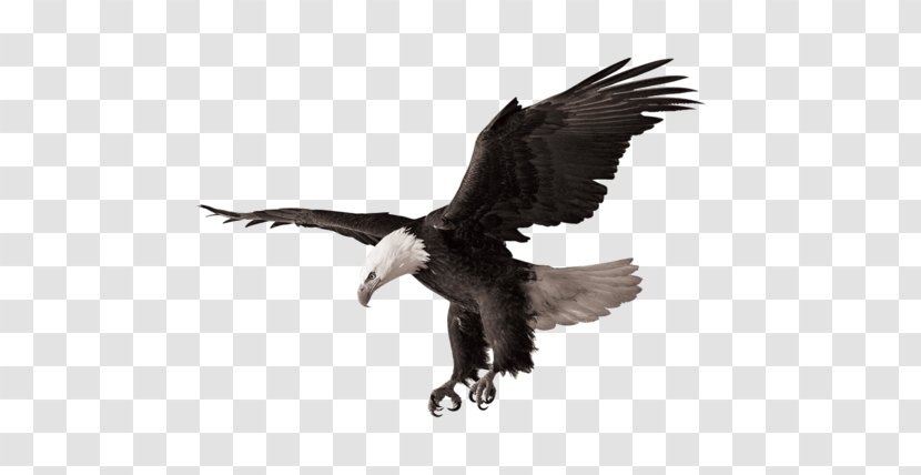 Sea Bird - Bald Eagle - Tail Wildlife Transparent PNG