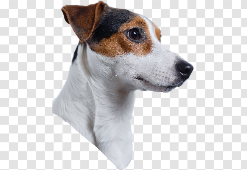 Jack Russell Terrier Labrador Retriever Parson Chihuahua - Danish Swedish Farmdog - Puppy Transparent PNG