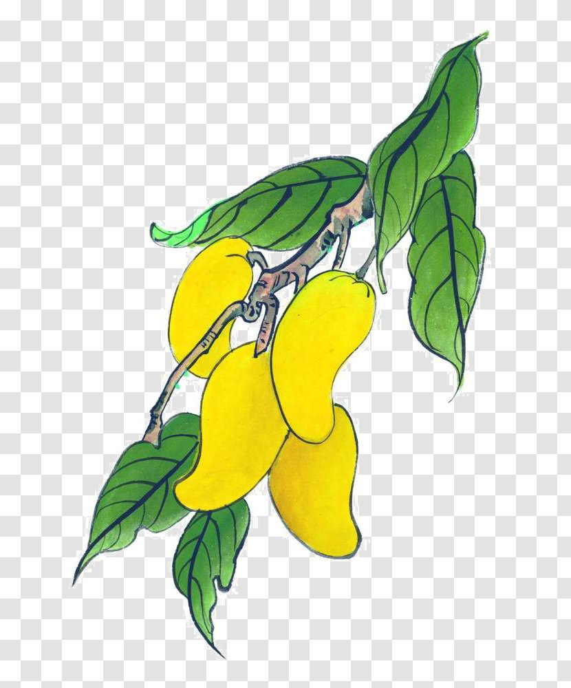 Mango Auglis Illustration - Yellow - Hand-painted Transparent PNG