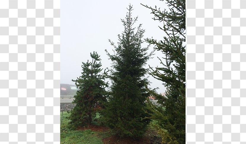 Spruce Fir Pine Larch Tree - Norway Transparent PNG