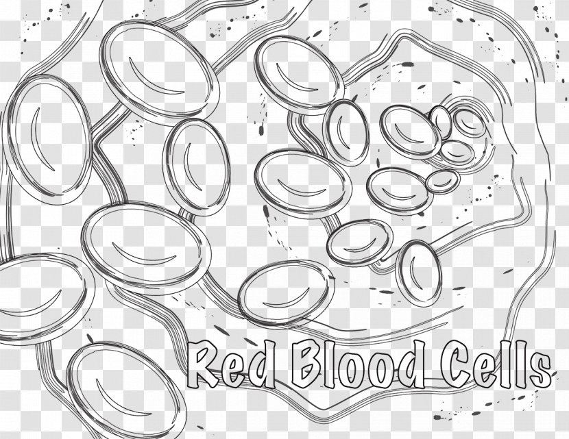 Red Blood Cell Coloring Book White - Biology - Plant Transparent PNG