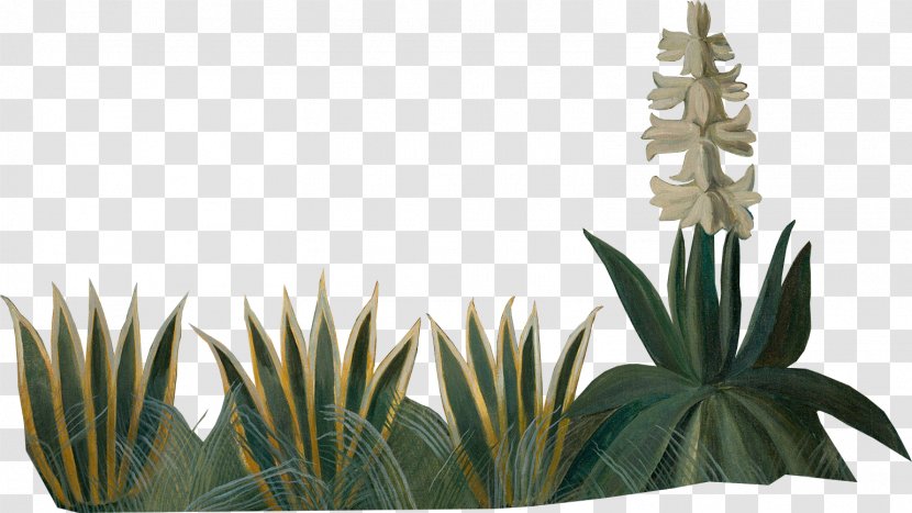 Agave Azul Flowerpot Author Houseplant Copyright - Plants Transparent PNG