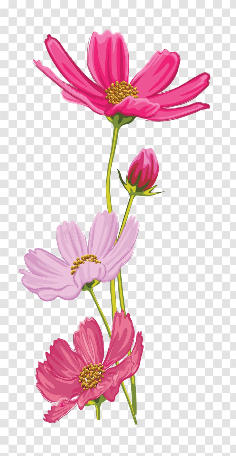 Garden Cosmos Cut Flowers Floral Design Plant Stem - Flower Transparent PNG