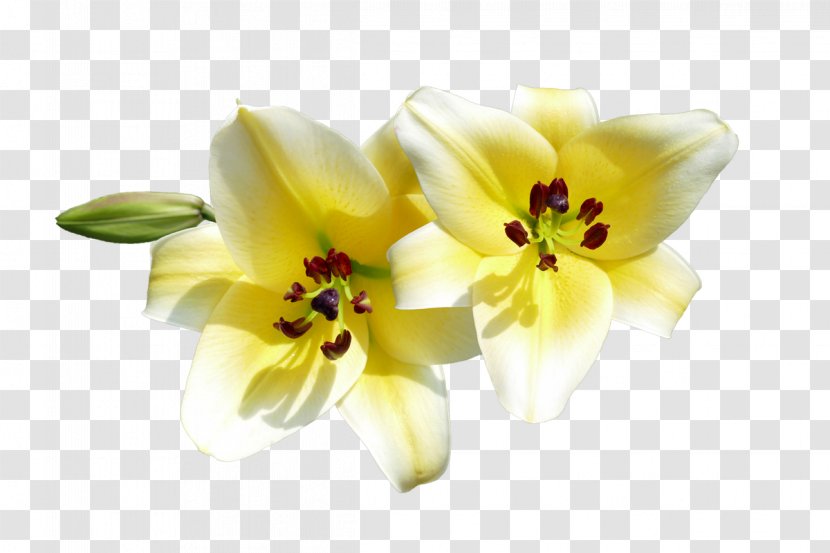 Lilium Carnation, Lily, Rose Flower Photography - Flowering Plant - Yellow Transparent PNG