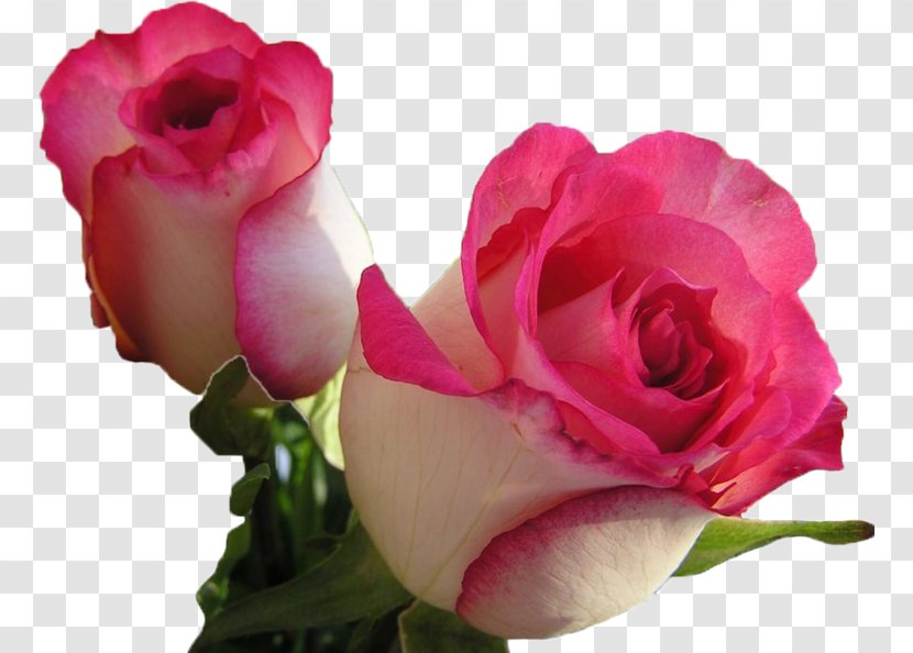 Rose Desktop Wallpaper Flower Bouquet Blossom - Blue Transparent PNG