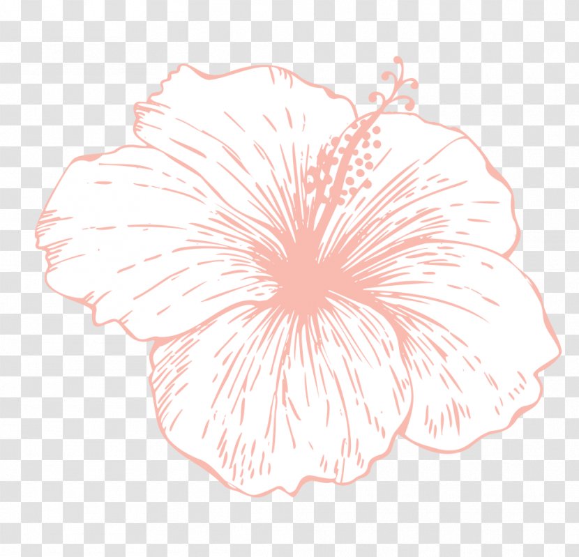 Rosemallows Drawing Floral Design - Peach Transparent PNG