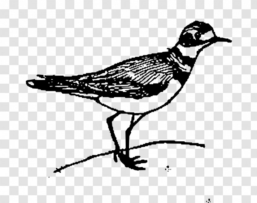 Black And White Bird Beak Drawing Clip Art - Color Transparent PNG