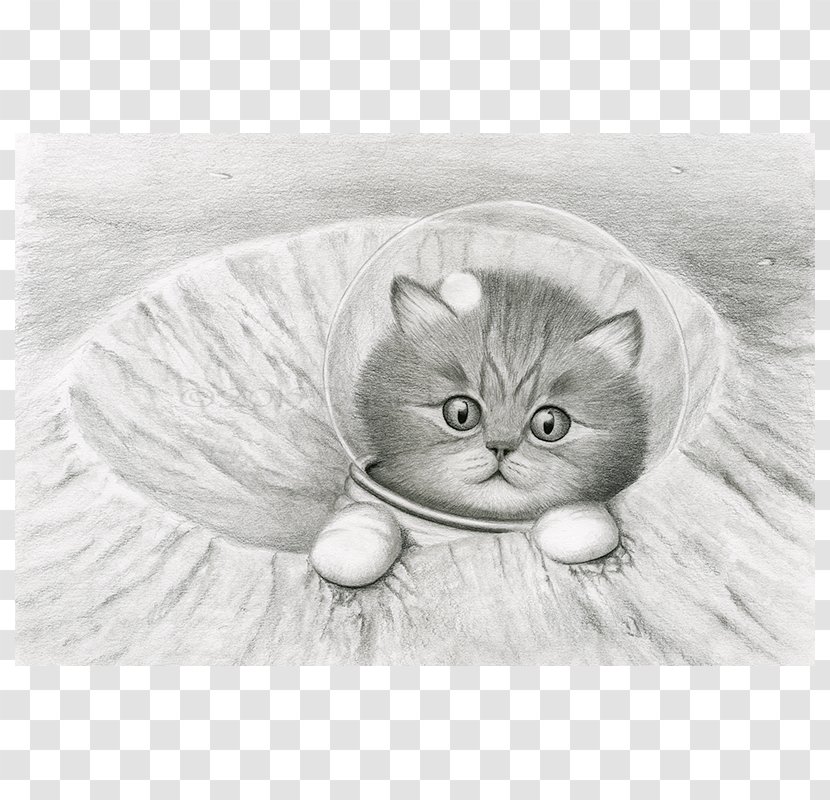 Whiskers Kitten Domestic Short-haired Cat Tabby - Art Transparent PNG