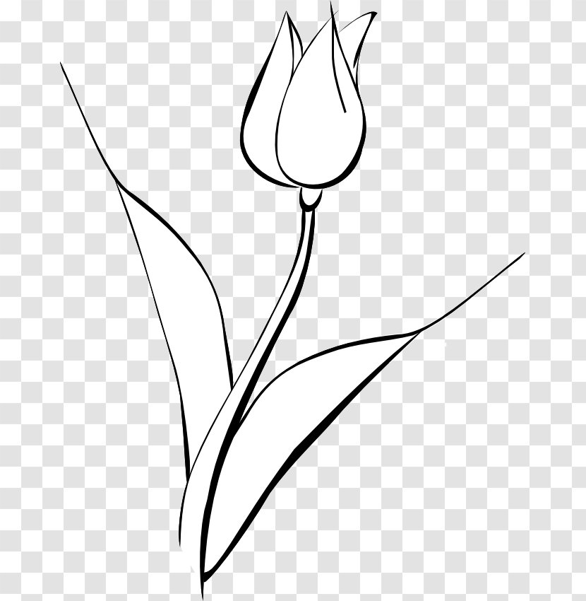 Drawing Line Art Monochrome - White Tulip Transparent PNG