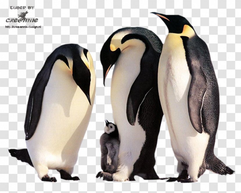 Emperor Penguin: Bird Of The Antarctic Cat Kitten - Flightless - Penguin Transparent PNG
