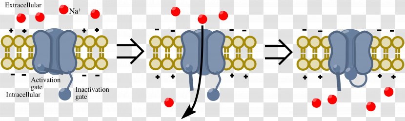 Diagram Sodium Channel Resting Potential Calcium Blocker Transparent PNG