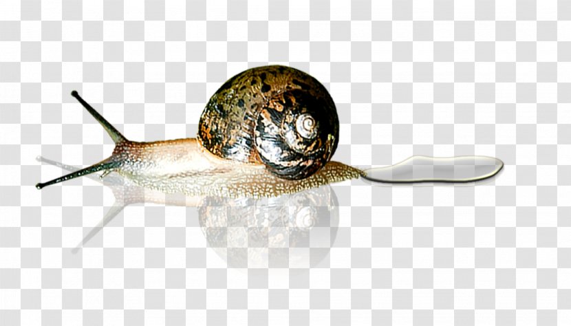 Snail Pink SMS WALL-E - Invertebrate - Snails Transparent PNG