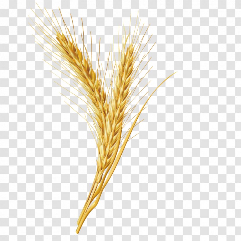 Emmer Cereal Grain - Vector Wheat Grains Transparent PNG