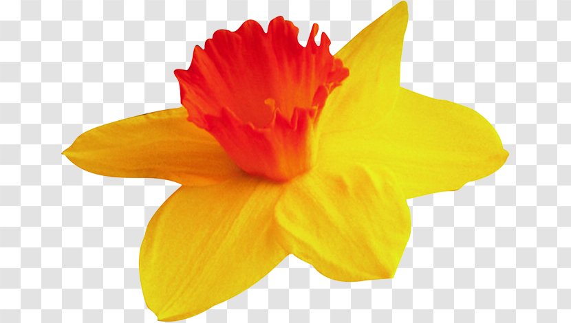 Narcissus Yellow Clip Art - Orange - Tulip Transparent PNG