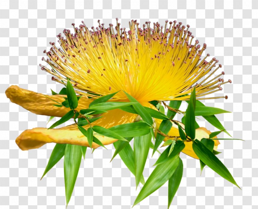 Dandelion Safflower - Flowering Plant Transparent PNG