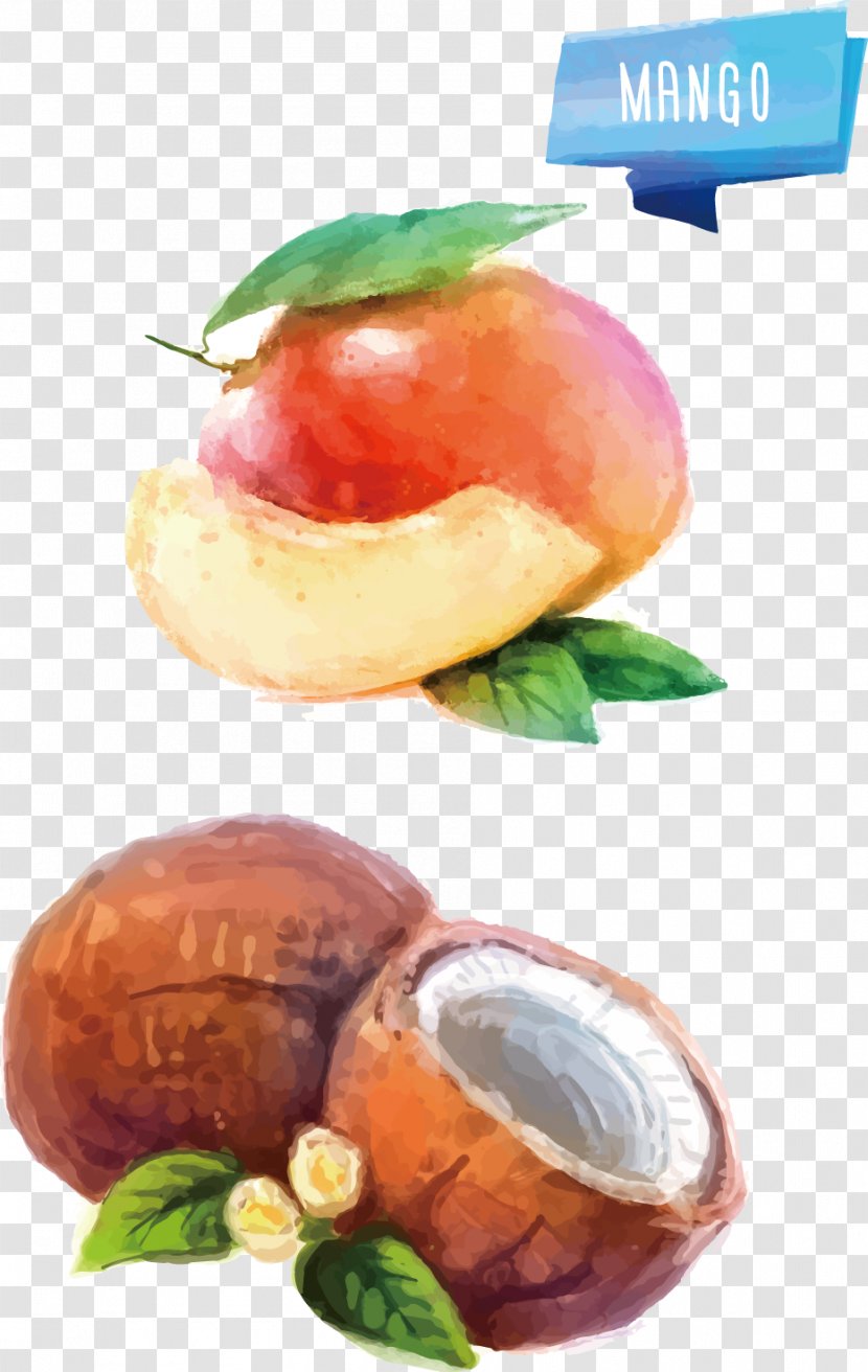 Watercolor Painting Fruit Illustration - Vegetarian Food - Peach Vector Transparent PNG