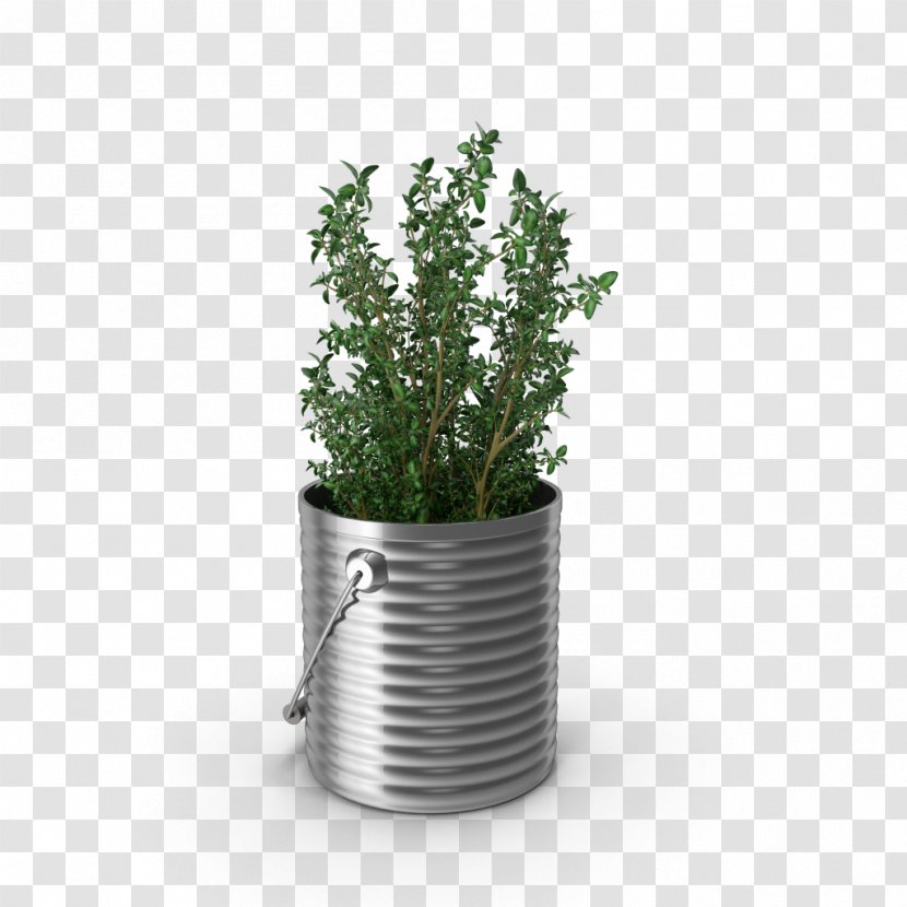 Herb Gardening Marshall Grain Company Lavado De Alfombras Y Tapetes - Kolwash ProductThyme Thyme Plant Transparent PNG