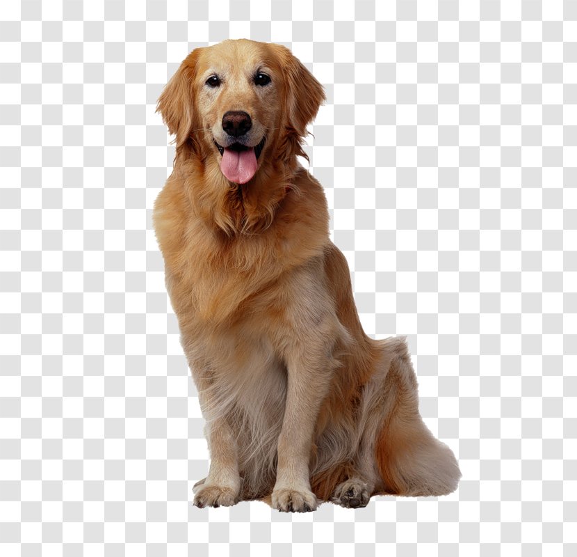 Basenji Pet Sitting Golden Retriever Puppy Dog Whistle - Breed Transparent PNG