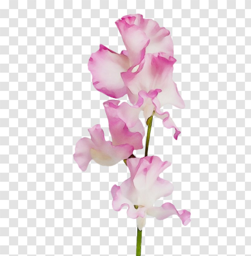 Flower Flowering Plant Pink Petal Cut Flowers - Moth Orchid Stem Transparent PNG