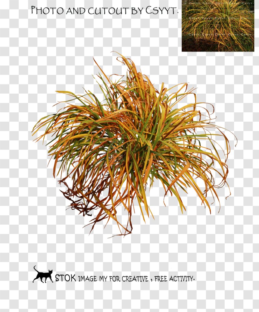 Grasses Commodity Family - Organism - Leafes Transparent PNG