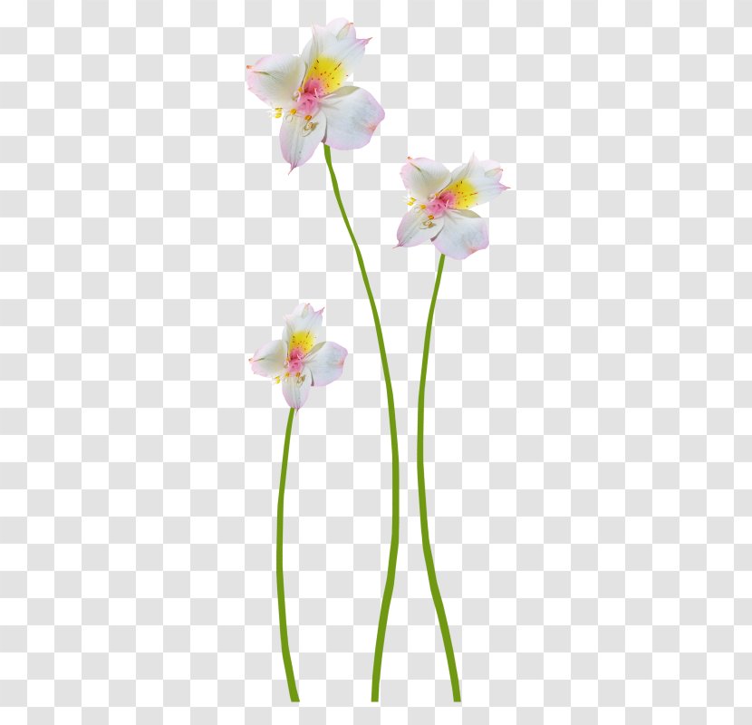 Floral Design Flower - Designer - Flowers Decoration Pictures Transparent PNG