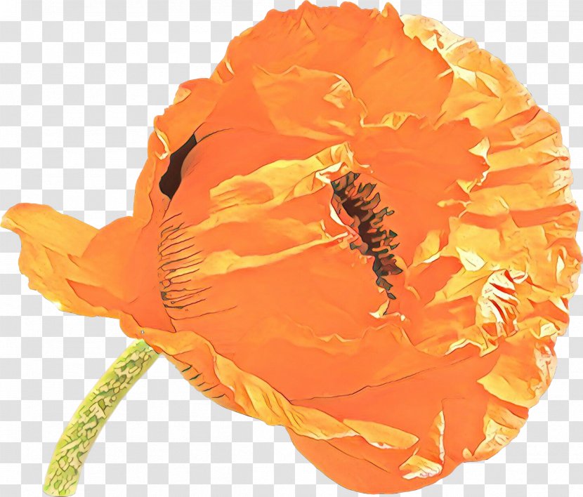 Orange - Plant - Poppy Wildflower Transparent PNG