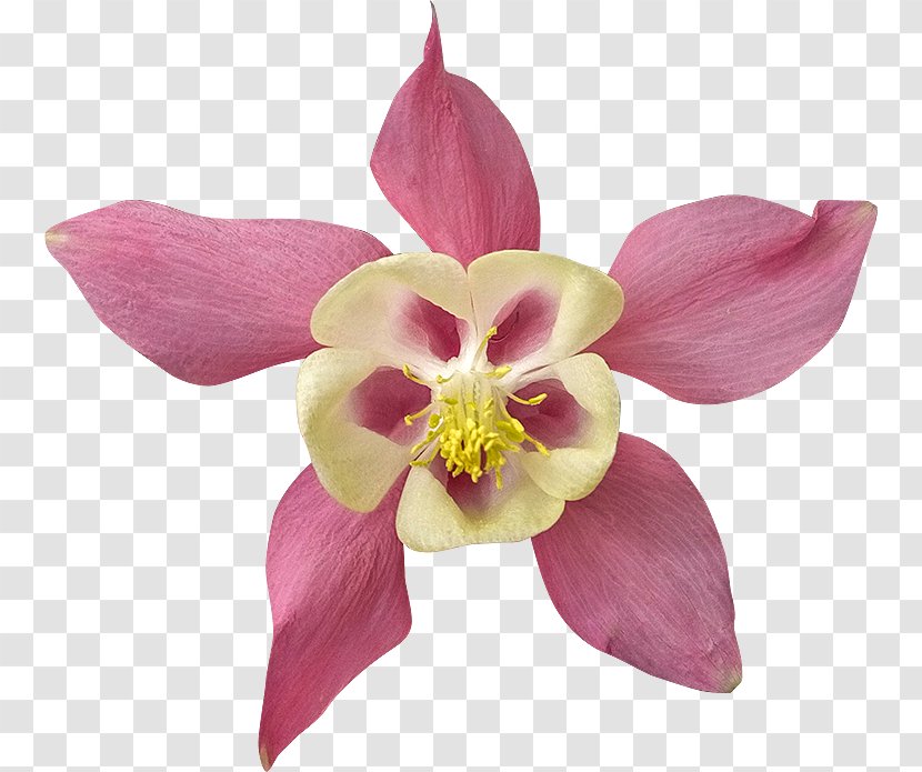 Clipping Path Flower Photography Royalty-free - Magenta - Preferential Information Transparent PNG