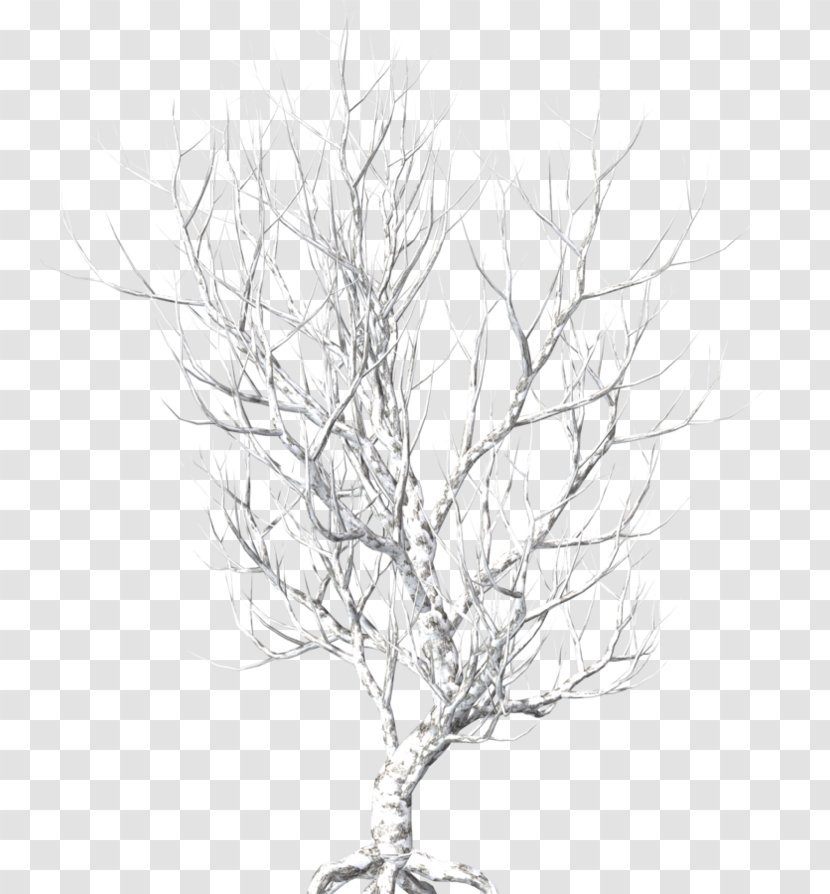 Twig Tree Image Photography - Snow - Zw Transparent PNG