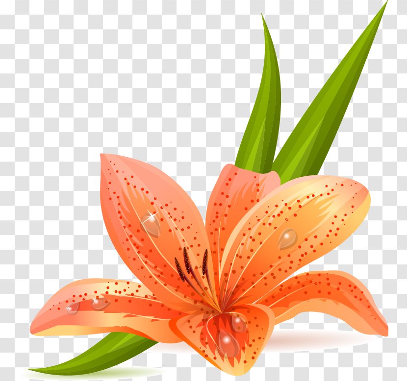 Lilium Bulbiferum Tiger Lily Arum-lily Easter - Flowering Plant - Hand-painted Transparent PNG