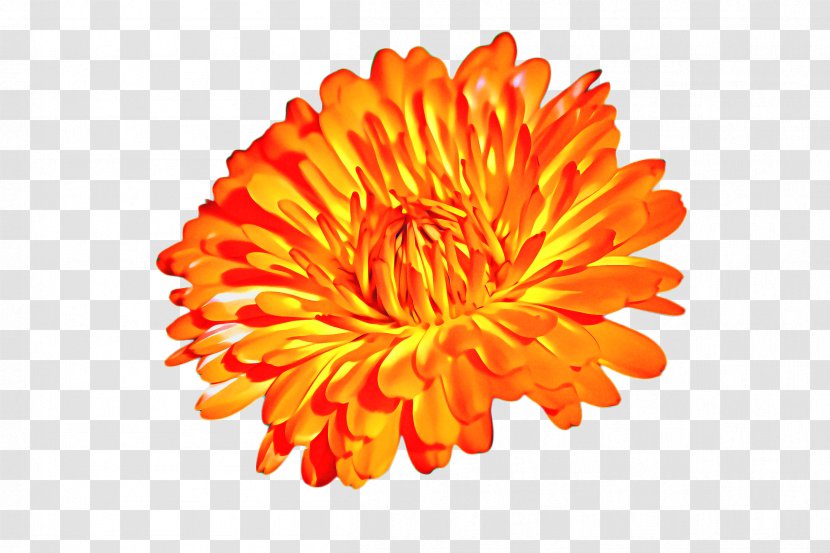 Flowers Background - Chrysanthemum - Dahlia Daisy Family Transparent PNG