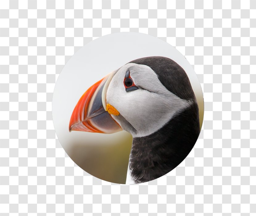 Puffin Beak - Seabird - Tooltip Border Transparent PNG