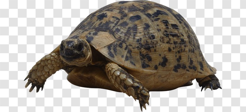 Turtle Reptile Tortoise Transparent PNG