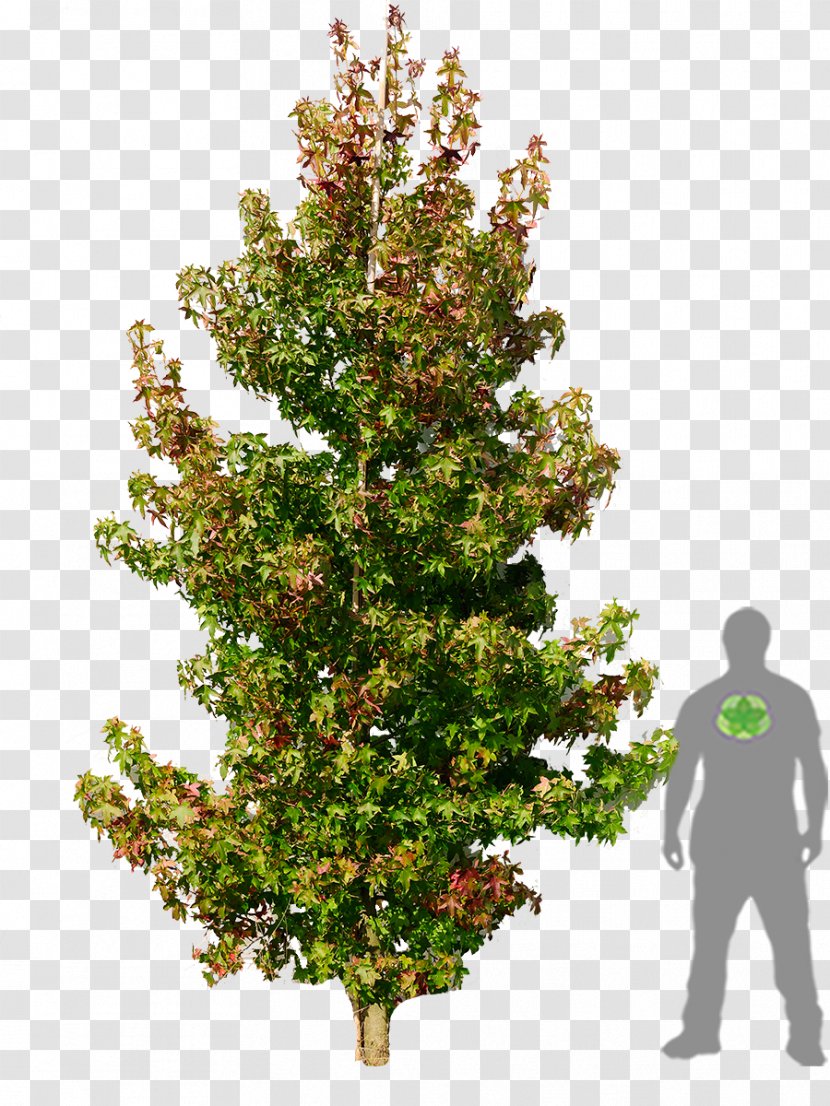 American Sweetgum Liquidambar Formosana Tree Woody Plant - Natural Transparent PNG