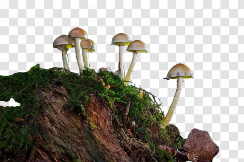 Mushroom Natural Landscape Plant Fungus Tree - Nonvascular Land Moss Transparent PNG