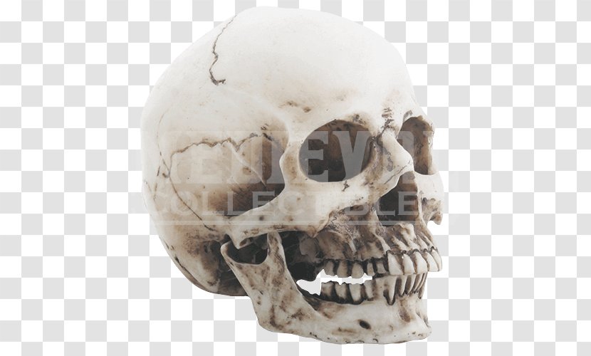 Skull Skeleton Transparent PNG