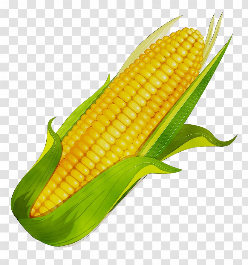 Corn On The Cob Sweet Kernel Cardigan - Fruit - Food Grain Transparent PNG