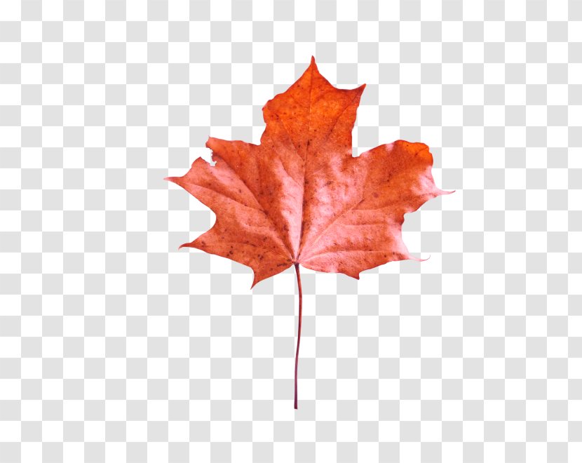 Maple Leaf Download - Tree - Purple Transparent PNG