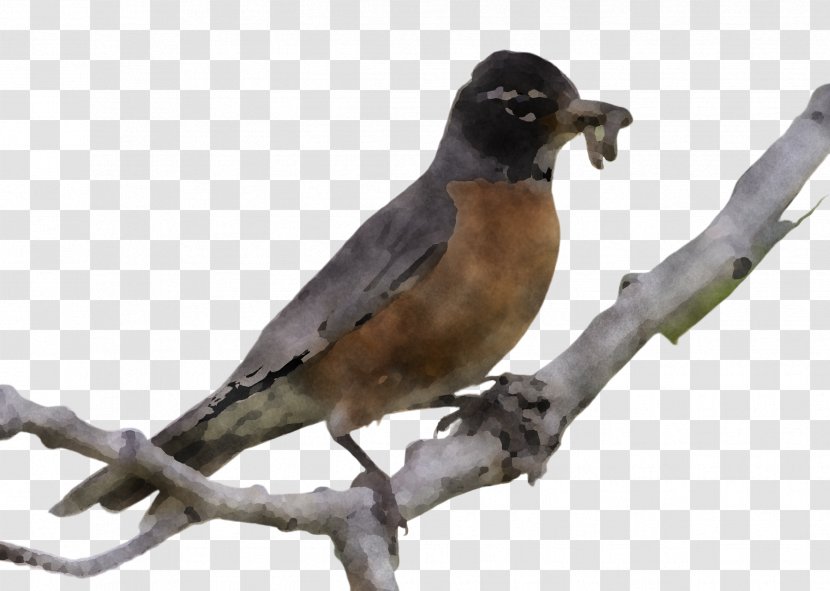 Bird Beak Robin Perching Branch - Songbird Cuculiformes Transparent PNG