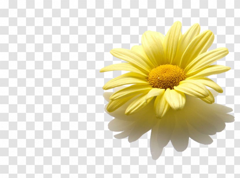 Yellow Blumenkranz Hannah & Elia Marriage - Flower - Italy Transparent PNG