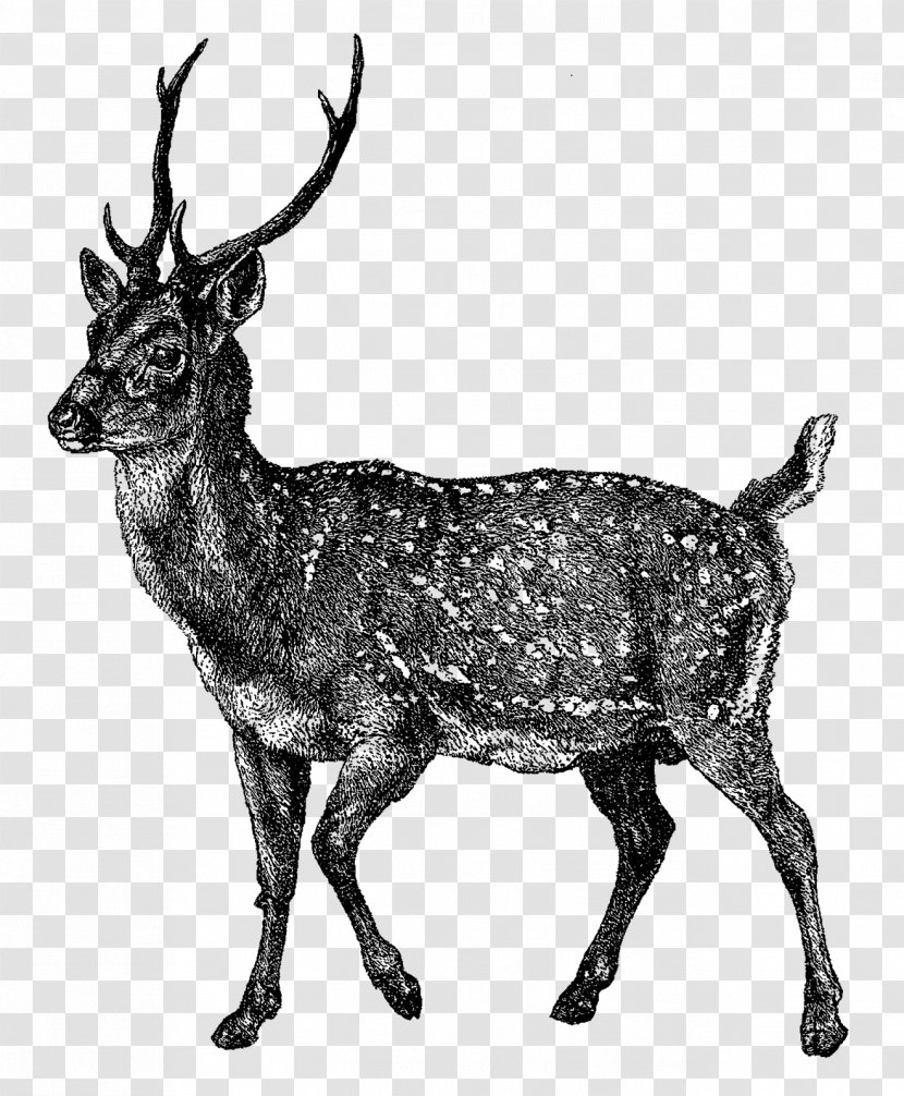 Reindeer Elk Musk Deer Horn - Japanese Style Illustration Transparent PNG