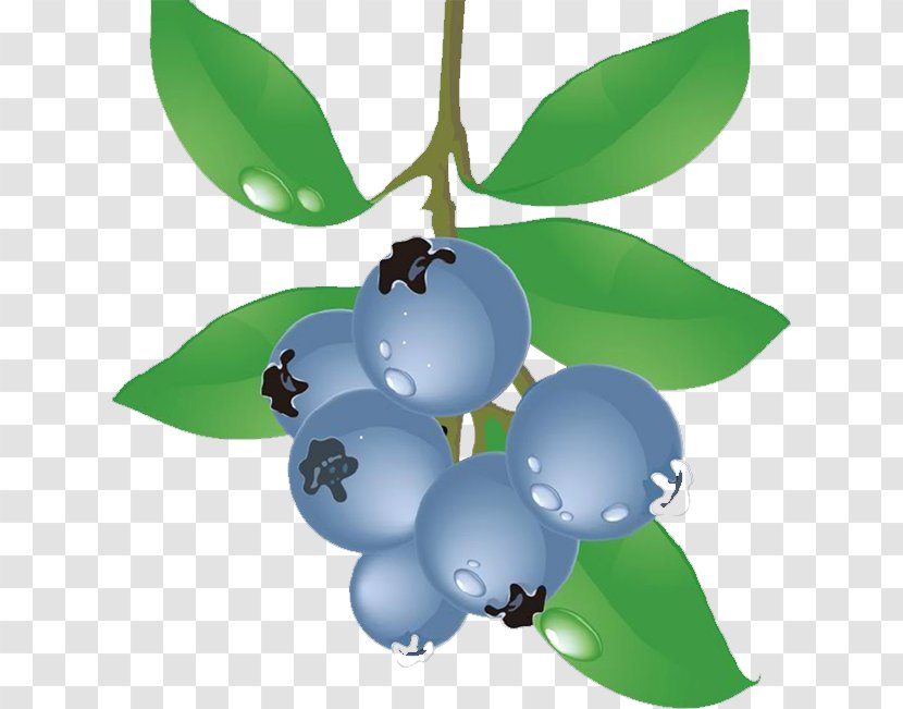 Blueberry Food Grape - Tree Transparent PNG