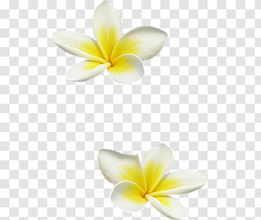 Frangipani Flower Clip Art Transparent PNG