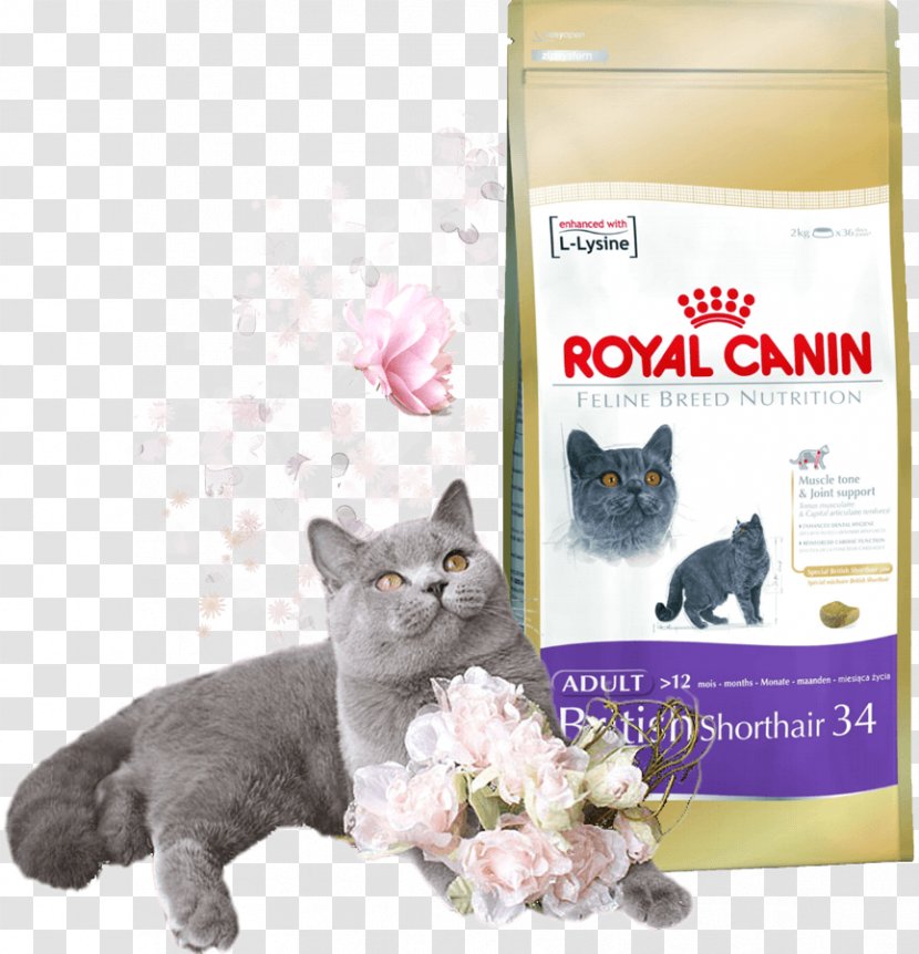 British Shorthair Cat Food Dog Siamese Kittens & Puppies - Pet Shop Transparent PNG