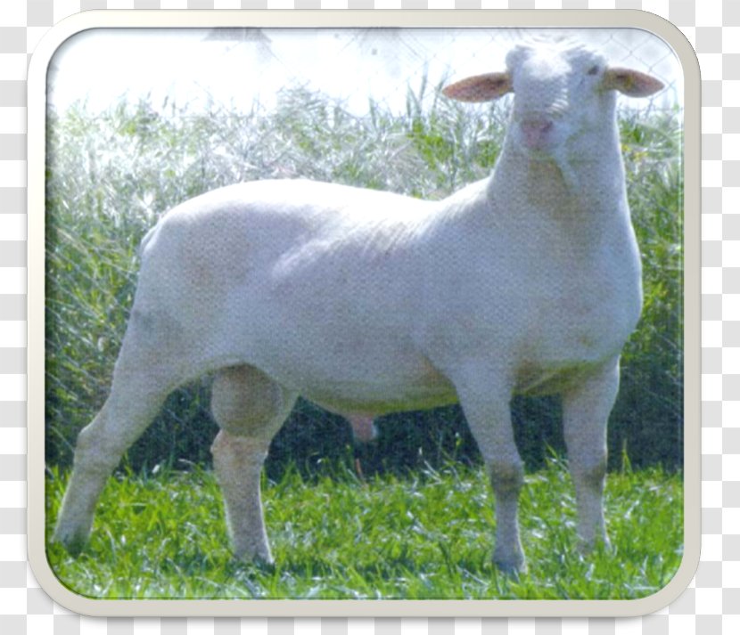 Sheep Goat Pasture Grazing Terrestrial Animal Transparent PNG